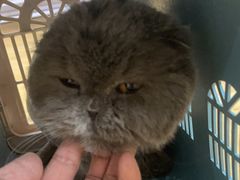 -喵百万·布偶·蓝金金渐层英短·猫舍(百子湾店)