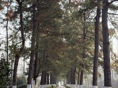 -合肥滨湖国家森林公园