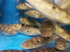 -飞尝蚝·顺德菜·鱼生(顺德总店)