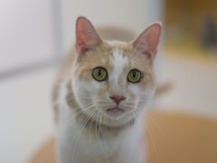 -鼓捣猫呢主题猫咖店