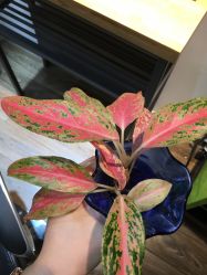 -曼都发型·臻选