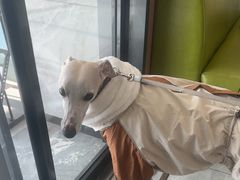 -北京派仕佳德动物医院·超导核磁·CT·神经科·骨科·内外科·急重症管理中心