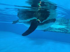 -帝企鹅自助餐厅•儿童岛•真企鹅(长隆企鹅酒店)