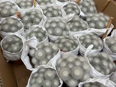 -龙大花卉苗木市场