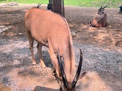 -北京野生动物园