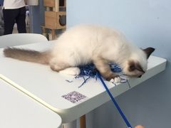 -喵的天空名猫咖啡馆·撸猫·猫舍·用品