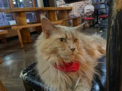 -蓝鲸·缅因猫舍