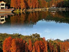-深圳仙湖植物园