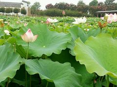 android_upload_pic-武汉紫薇都市田园