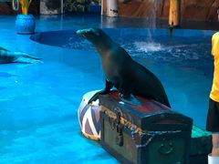 -烟台海昌鲸鲨海洋公园