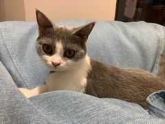 -啵啵喵·猫咖(攀华国际店)