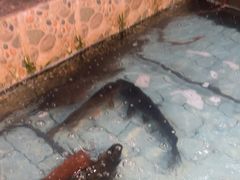 -鱼窝棚柴火铁锅炖(富山屯店)