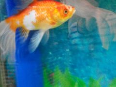 -鱼羊鲜烧烤(诚朴路店)