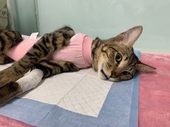 -达爱动物医院·犬猫分区·CT·复杂眼科(远洋山水分院)