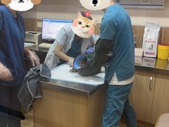 -瑞派名望24h动物医院异宠专科·猫专科·骨科·重症监护分院