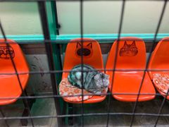 -猫咪博物馆(顶澳仔猫街店)