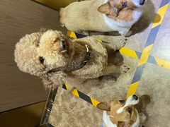 -北京恒爱动物医院(清景园分院)