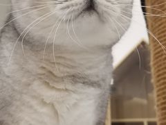 -猫域·湾主题猫咖·宠物吧(南坪城市广场店)