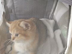 -创凡宠物医院·骨专科  猫科中心(西乡分院)