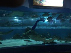 苏州海洋馆-苏州海洋馆