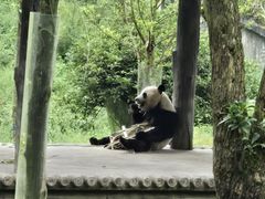 -中国大熊猫保护研究中心雅安碧峰峡基地