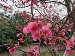 -天适樱花悠乐园