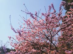 -南山植物园