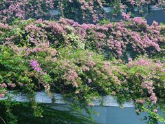 -深圳仙湖植物园