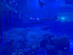 -迪拜水族馆及水下动物园