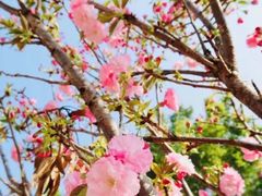 -观澜湖生态运动公社