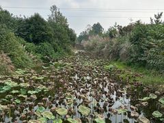 -白鹭湾湿地公园