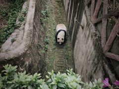 -成都大熊猫繁育研究基地