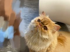 -More Fun猫咖 二十只万元加菲主题