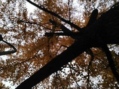 -四川大学(华西校区)