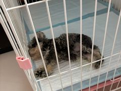 -翊宠yipet猫狗购宠庄园犬舍•猫舍