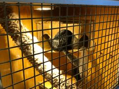 -more than meow吴止猫主题餐厅(承德 中船汇店)