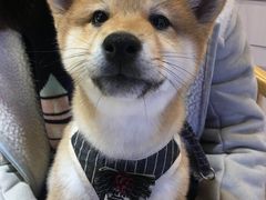 -宠小格时尚宠物生活馆(唐镇店)