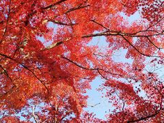 -常寂光寺