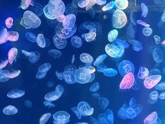 -海合安成都极地海洋公园