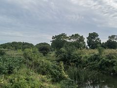 -贡湖湾湿地公园