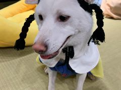 -逗柴咖啡屋·狗咖猫咖宠物桌游