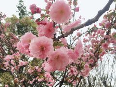 -天适樱花悠乐园