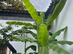 -上海醉白池公园