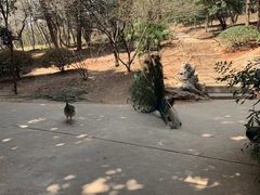 -合肥野生动物园