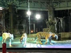 -清迈夜间动物园