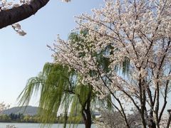 -羊山湖公园