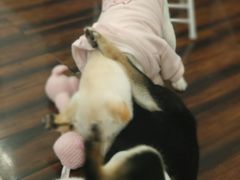 -豆柴町-柴犬主题狗咖(红鼎国际C座店)