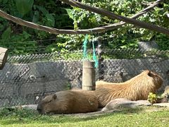 -上海野生动物园