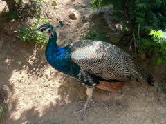 -西霞口神雕山野生动物世界
