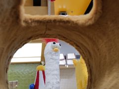 -帕帕拉兹宠物(亚洲旗舰店)